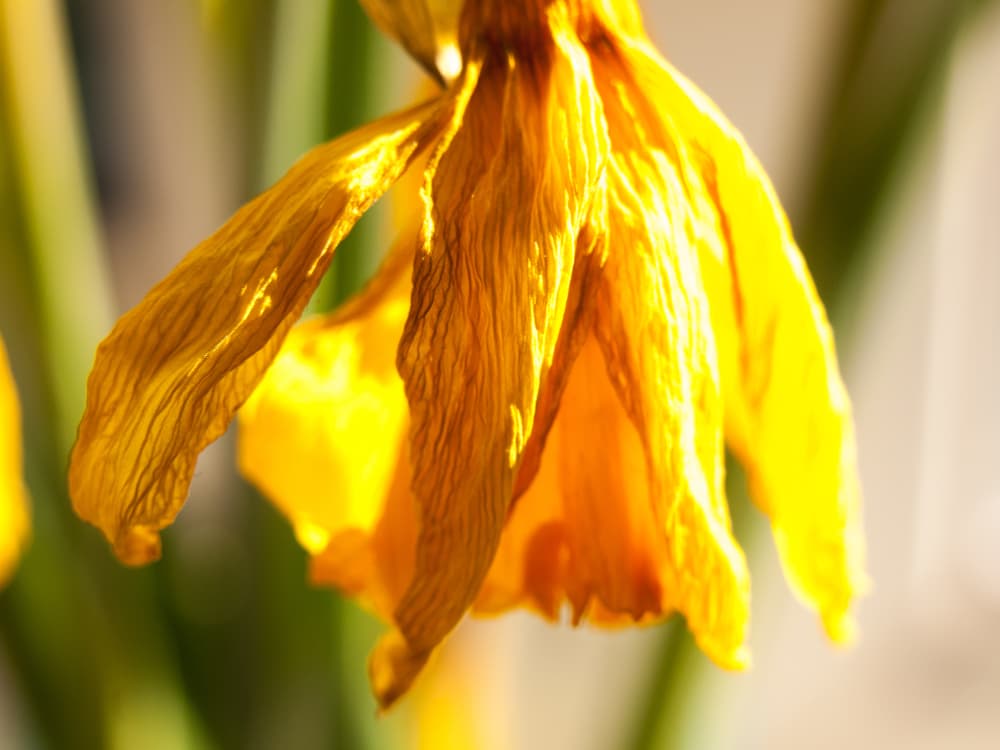 wilting daffodil flower