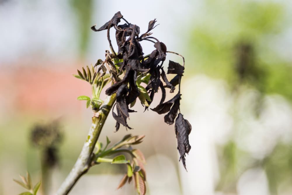 a fruit plant damaged by frost