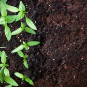 seedlings growing in compost