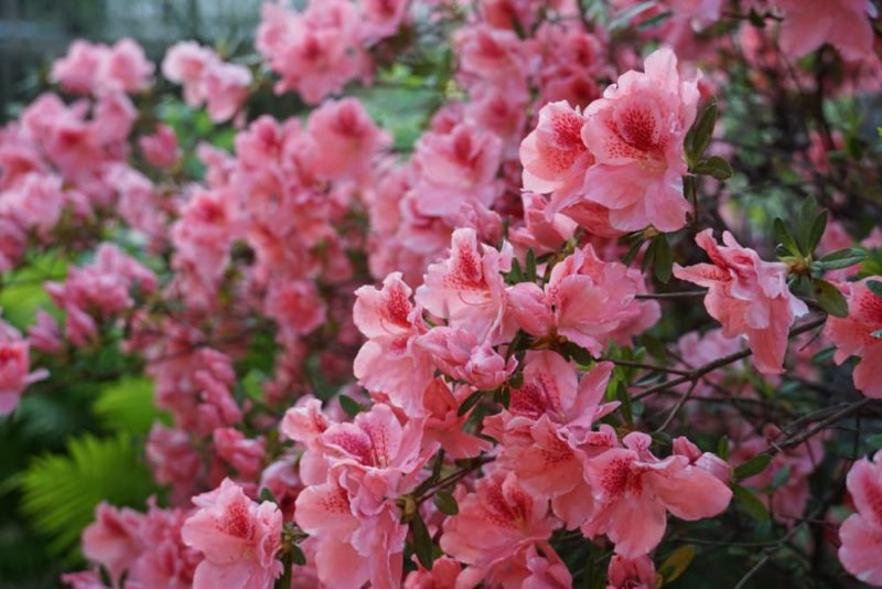 14 Wondrous Flowering Shrubs For Shade Horticulture.co.uk