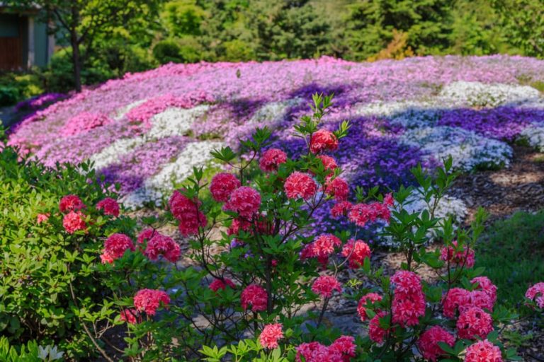 How To Make An Alpine Garden In 8 Steps Horticulture.co.uk