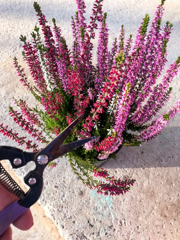 Woody Or Leggy Heather? Expert Nursery Growers Share 5 Rejuvenation