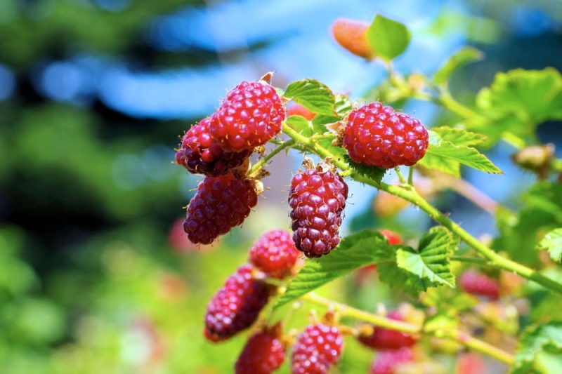 Tayberry Plant Care & Growing Tips Horticulture.co.uk