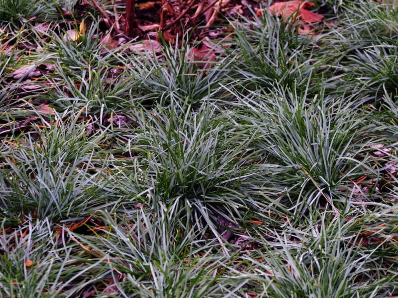 12 Small, Short & Low Ornamental Grasses Horticulture.co.uk