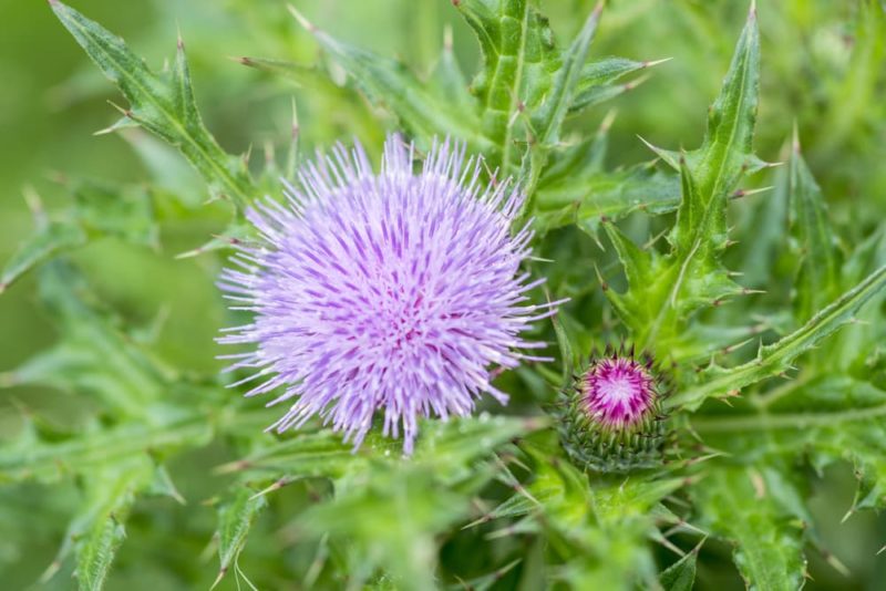 17 Types Of Thistles To Grow (+ Images) Horticulture.co.uk