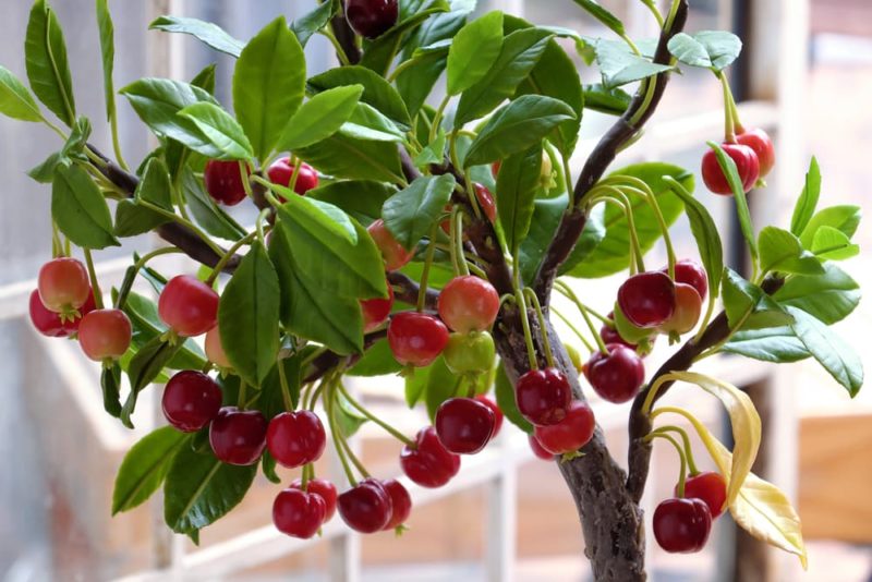 20 Incredible Patio Fruit Trees & Plants Horticulture.co.uk