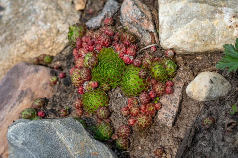 How To Make An Alpine Garden In 8 Steps Horticulture.co.uk