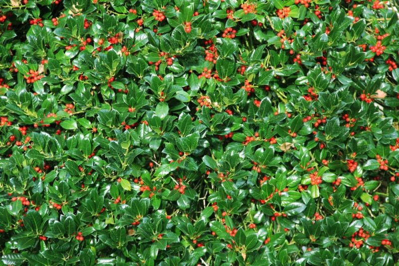 How And When To Prune Holly Bushes Horticulture.co.uk