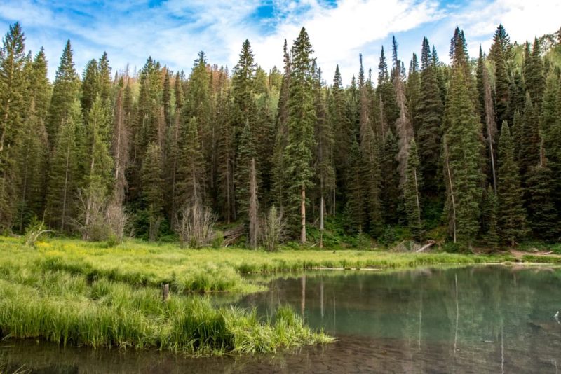 8 Types Of Pine Trees Grown In Britain Horticulture.co.uk