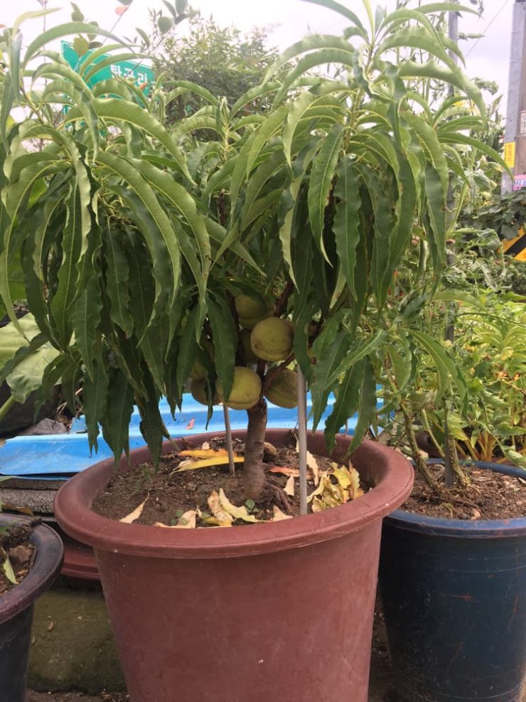 20 Incredible Patio Fruit Trees & Plants Horticulture.co.uk