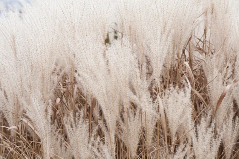 How To Grow & Care For Pampas Grass Horticulture.co.uk