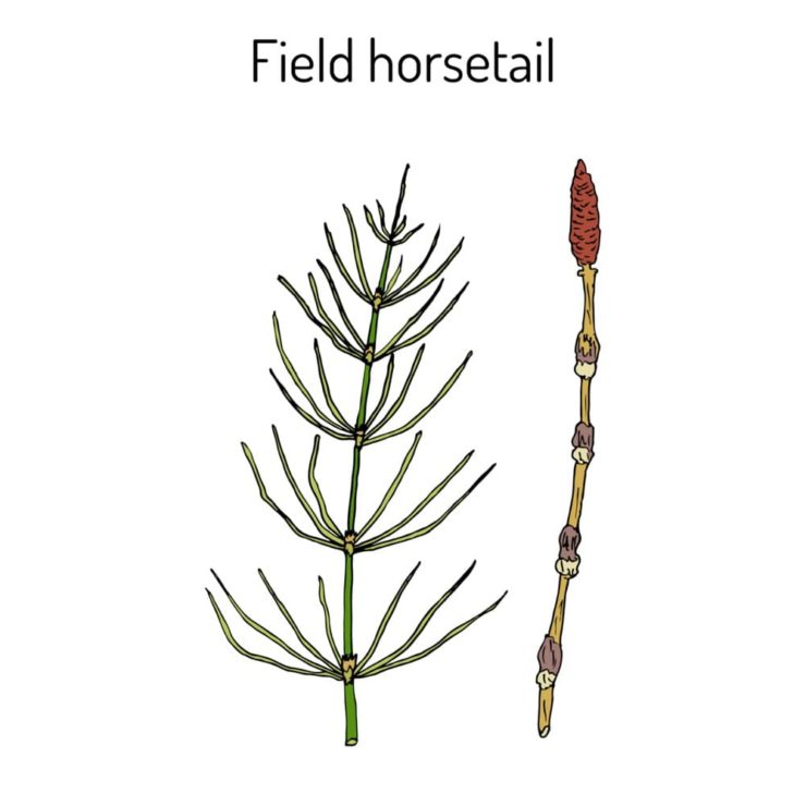 How To Kill & Control Horsetail In 5 Steps Horticulture.co.uk