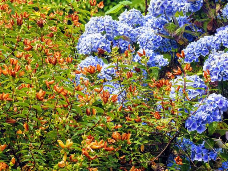 10 Dazzling BlueFlowering Shrubs & Bushes Horticulture