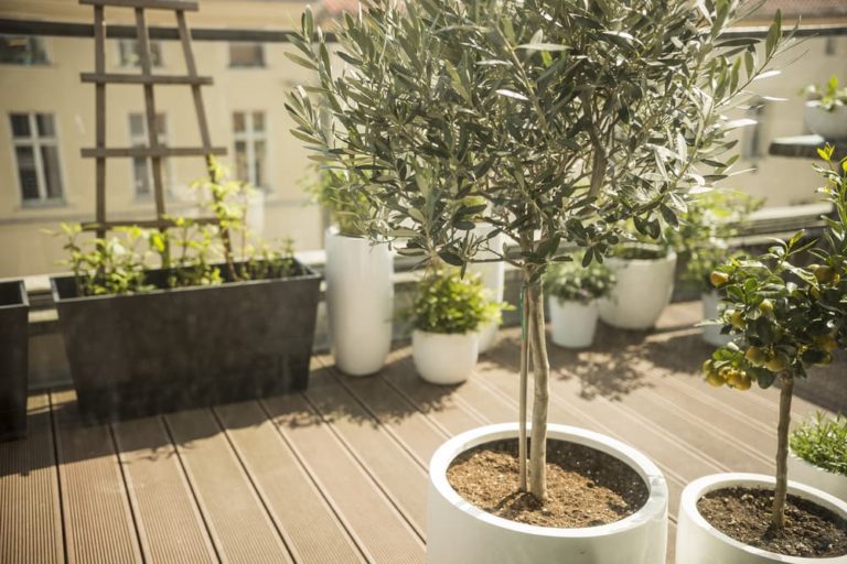 20 Small Trees That Grow Well In Pots Horticulture.co.uk