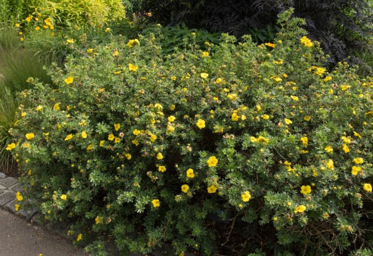 12 Versatile YellowFlowering Shrubs You'll Love For Bold Garden Colour
