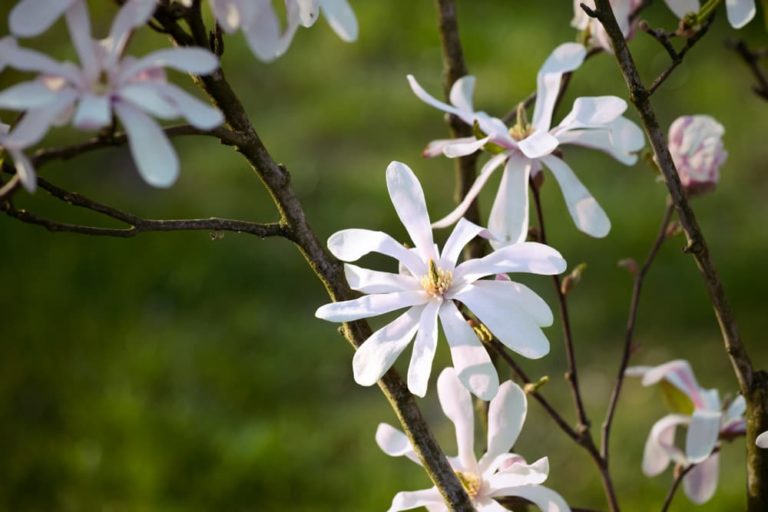 20 Small Trees That Grow Well In Pots Horticulture.co.uk