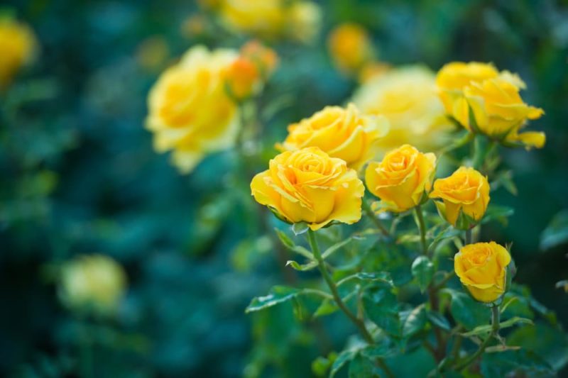 12 Versatile YellowFlowering Shrubs You'll Love For Bold Garden Colour Horticulture Magazine