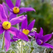 purple Pulsatilla vulgaris flowers with rocks in the background