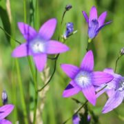 violet campanula flowers