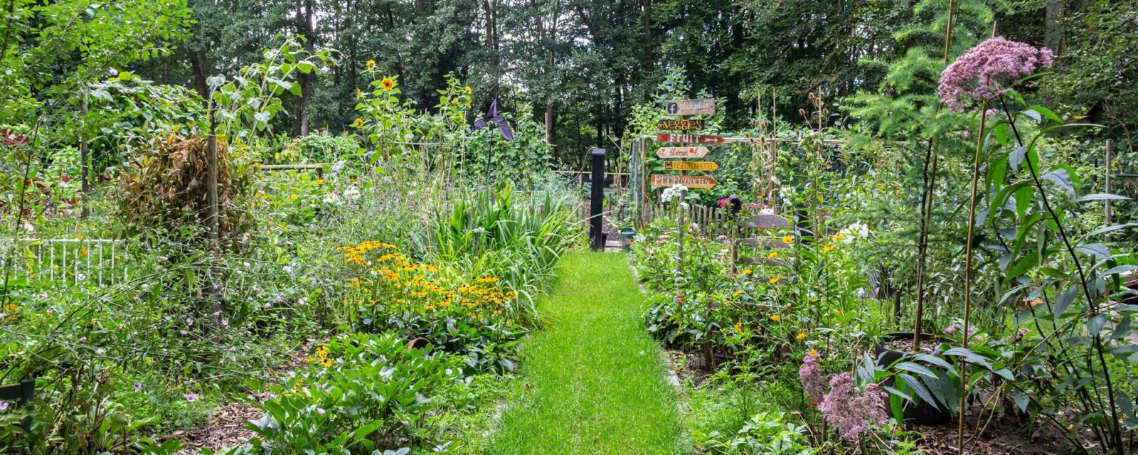 a vegetable garden in the august summer sun