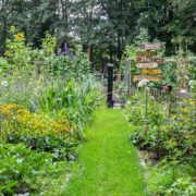 a vegetable garden in the august summer sun