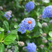 ladybird sat on blue ceanothus blossoms