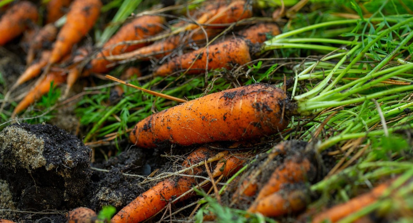 carrots freshly dug from the earth
