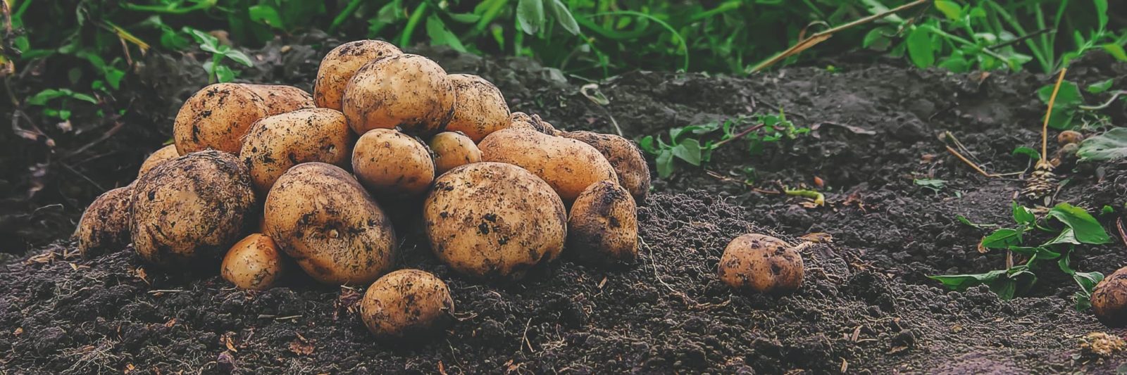 harvested potatoes sat on soil
