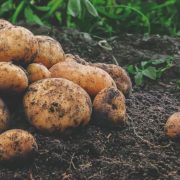 harvested potatoes sat on soil