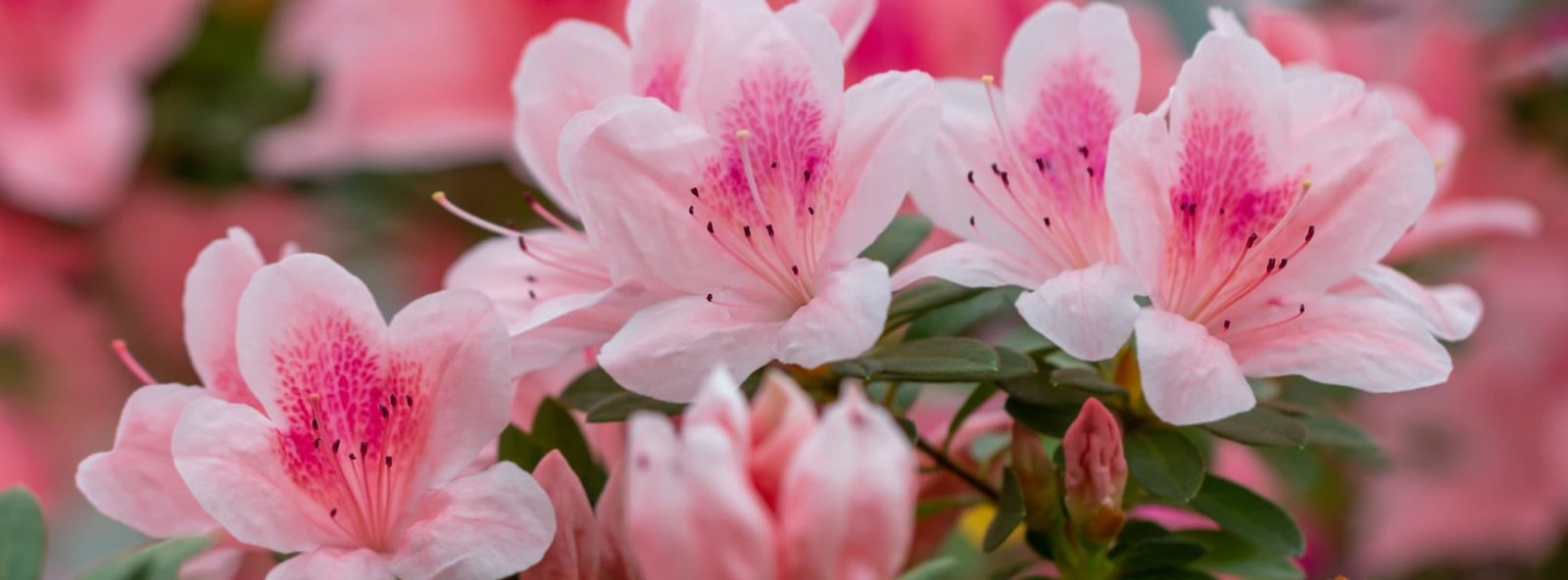 pink flowering azaleas