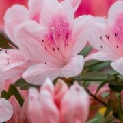 pink flowering azaleas