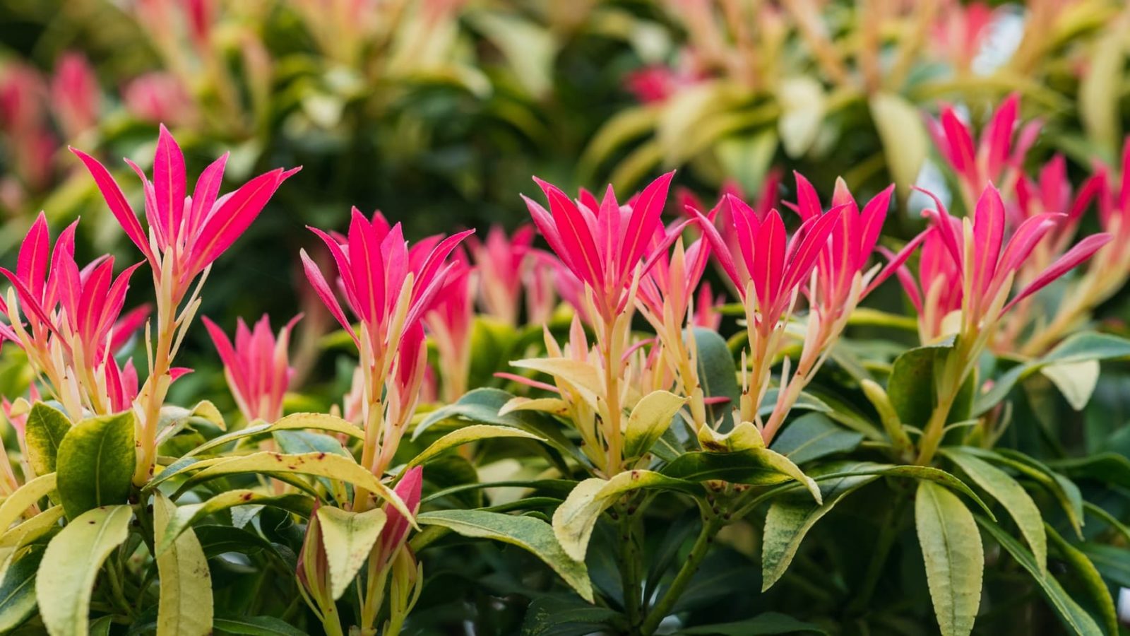 red and green leaves of a forest flame bush