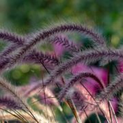 pennisetum grass up close