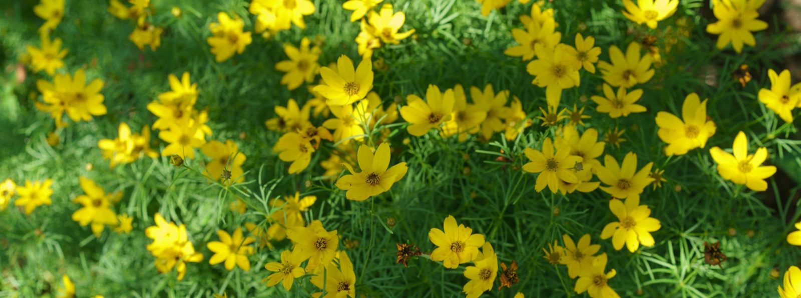 yellow Coreopsis verticillata in bloom