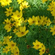 yellow Coreopsis verticillata in bloom