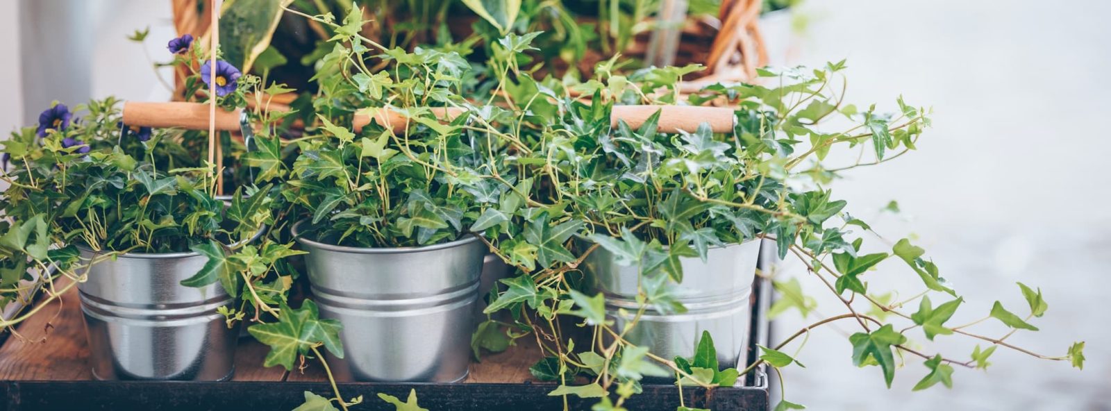 ivy growing in metal pots