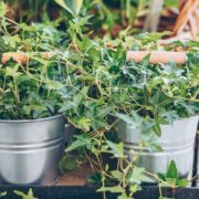 ivy growing in metal pots