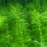 green horsetail in a forest