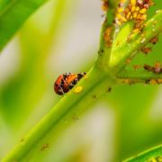 landbirds and aphids on a plant