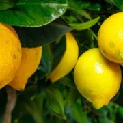 panoramic view of lemon fruits growing on a tree