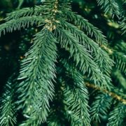 close up needles of a fir tree