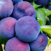 large ripe plums on a branch