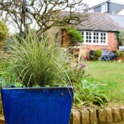 ornamental grass growing in a large blue blue with garden and house in the background