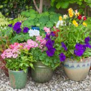 various flowering perennial plants in garden containers