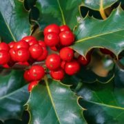 holly branches and berries up close