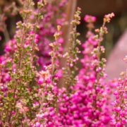 pink Calluna vulgaris heather