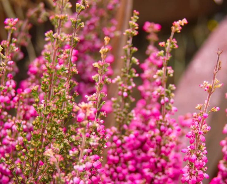 Heather Brown Summer Flowers 2010 ポップアート Heather Brown Surf Art