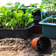 vegetable seedlings ready to be planted out