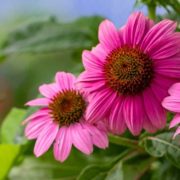 pink coneflowers in shade