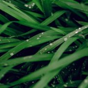 lush green grass with water droplets